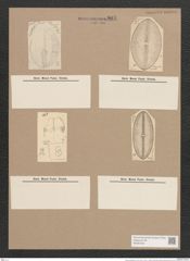 Navicula praetexta Ehr. (de-Toni-Nr.: Genus 1, Species 362) Zeichnungen Sammlung Grunow Nr. 807 (NHMW-BOT-W0367232)